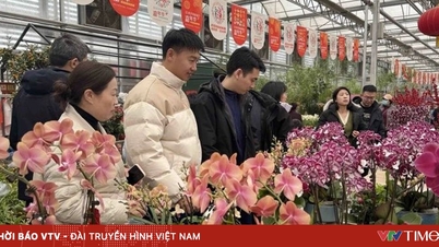 Piața florilor și plantelor ornamentale din Tet: Cerere crescută, prețuri stabile.