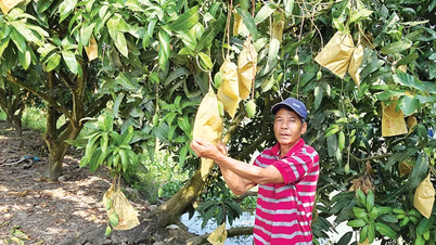Mejorar la calidad de la fruta