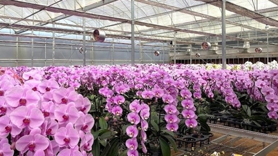 As orquídeas Lam Dong mantêm sua participação no mercado de flores para o Tet (Ano Novo Lunar).