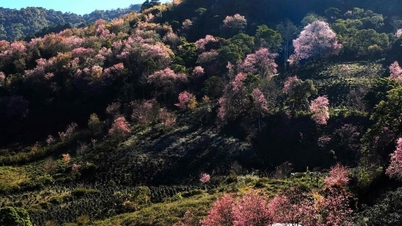 Da Lat: Die schönsten Orte, um in diesem Frühling die leuchtend rosa Kirschblüte zu bewundern.