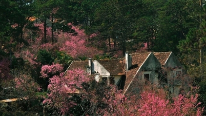 Da Lat está pintada de rosa con flores de cerezo: las rutas más hermosas para ver flores esta primavera.