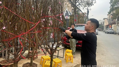 Los cerezos en flor florecen en las calles.