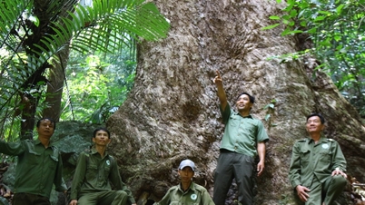 বনগুলো চির সবুজ থাকুক।