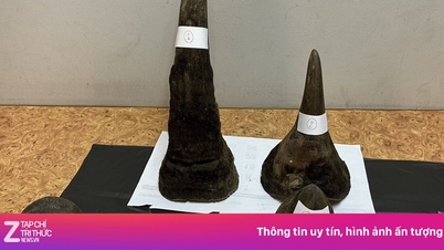 ស្នែងរមាសចំនួន ១២ គីឡូក្រាម ដែលត្រូវបានរកឃើញនៅក្នុងវ៉ាលីរបស់អ្នកដំណើរវៀតណាមម្នាក់ ត្រូវបានរឹបអូសនៅអាកាសយានដ្ឋានថៃ។