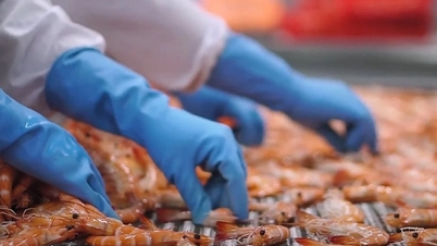 Industri udang Vietnam menghadapi persaingan yang semakin ketat karena India meningkatkan ekspor ke Uni Eropa.