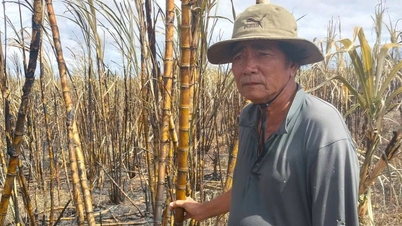 Para petani patah hati karena ladang tebu mereka tiba-tiba terbakar tepat sebelum Tet (Tahun Baru Imlek).