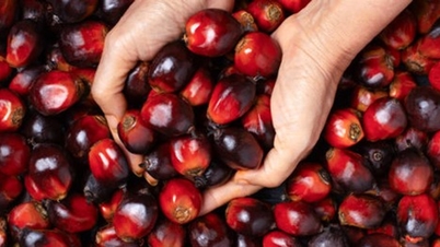 Los precios del aceite de palma de Malasia cayeron a 4.121 ringgit por tonelada mientras el mercado esperaba los datos de MPOB.
