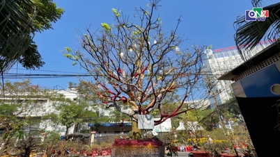 Un abricotier centenaire en fleurs, d'une valeur de 3,7 milliards de dongs, fait sensation à An Giang.