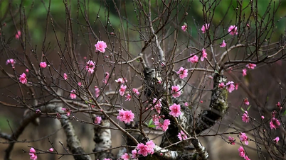 De perzikbloesems kondigen het Chinees Nieuwjaar aan.