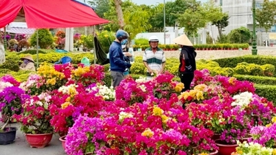 Vinh Long: O mercado de flores e plantas ornamentais está em seu auge, com estoques prontos para o Tet (Ano Novo Lunar).