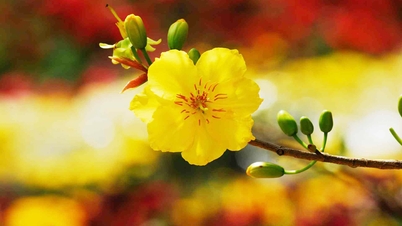 Radiant with the colors of spring, joyfully welcoming the Lunar New Year of the Horse 2026.