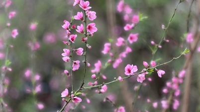El mercado de Bac Ha vibra con los colores de la primavera en los días previos al Tet (Año Nuevo Lunar).