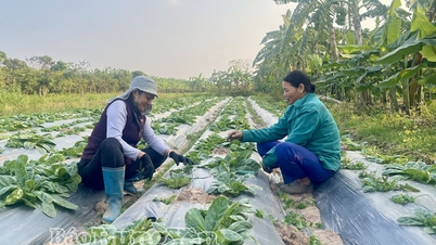 Diversificar a produção – uma abordagem eficaz para a Cooperativa de Frutas Especiais Quyet Thang.