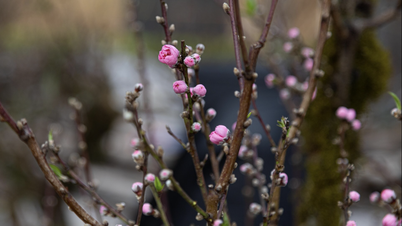 Persikoblommor och kumquater skapar liv och rörelse på Hang Luocs blomstermarknad.