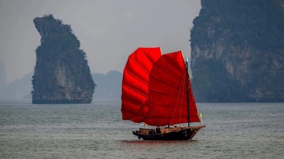 ภาพที่คุ้นเคยซึ่งหายไปจากฮาลองมานาน ได้ปรากฏขึ้นอีกครั้งอย่างกะทันหัน