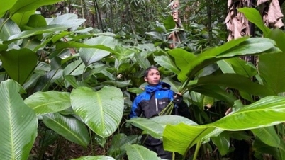 De bananenbladeren van Minh Khai zijn klaar voor Tet (Vietnamees Nieuwjaar) - Cao Bang Online Newspaper