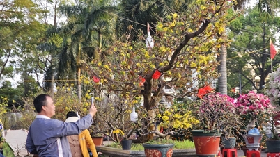 Admire the collection of ancient apricot blossom trees worth billions of VND at the Lunar New Year flower market in the year of the Horse.