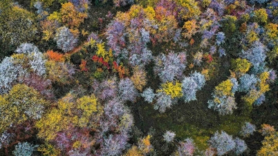 As flores do espinheiro são tão belas quanto algo saído de um conto de fadas em meio às paisagens do noroeste do Vietnã.