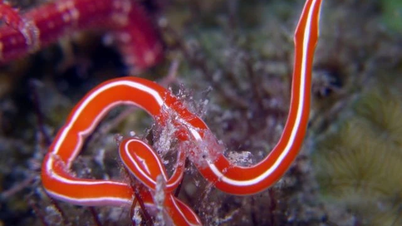 Ontdek de slurfworm: een uniek zeeroofdier met indrukwekkende regeneratieve vermogens.