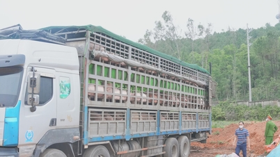 הרשויות תפסו מיד למעלה מ-15 טונות של חזירים שנדבקו בקדחת חזירים אפריקאית שהועברו דרך מחוז נגה אן.