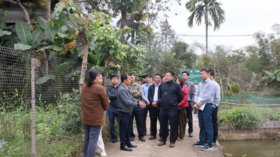 The National Agricultural Extension Center visits and supports a tilapia farming model in Khanh Yen commune.