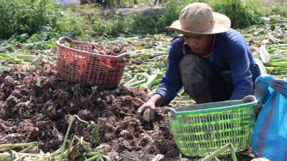 Dong Thap: Agricultores estão satisfeitos com a alta dos preços do taro.