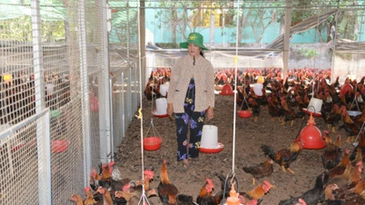 Memastikan bekalan ternakan dan ayam untuk Tahun Baru Cina.