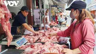 Dengan pasokan yang melimpah, harga babi hidup terus turun menjelang Tết.