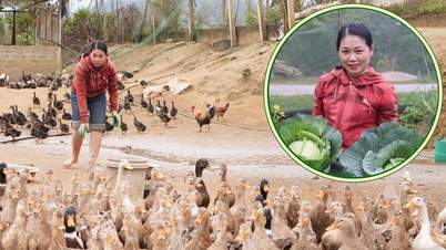 រកប្រាក់ចំណូលបានច្រើនពីការចិញ្ចឹមទាមូស្កូវីដើមកំណើត និងការចែករំលែកឱកាសចិញ្ចឹមជីវិតសម្រាប់ប្រជាជន។