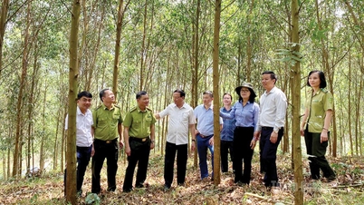 Peluang besar dari kredit karbon
