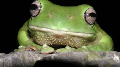 Australische groene kikker: een groot amfibie waarvan de kleur verandert afhankelijk van zijn omgeving.
