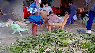 পিয়া দাও জিন: উত্তর-পশ্চিম পাহাড় এবং বনের এক সম্পদ।