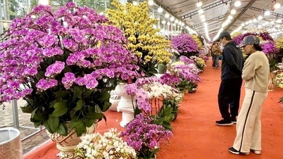 鮮やかな春の花々が旧正月を迎えます。