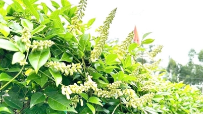 Nam Nui Danh ginseng fabrikası örneği üzerinden bakıldığında, üç paydaş arasında güven inşa edilmesi.