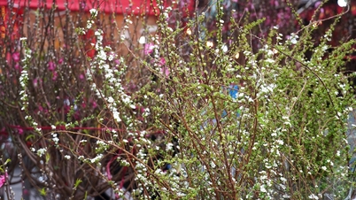 Preservando a alma da cidade através dos mercados de flores de fim de ano.