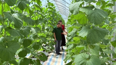 La agricultura orgánica abre el camino al desarrollo sostenible.