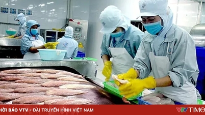 パンガシウスの魚の価格が最高値に達する。