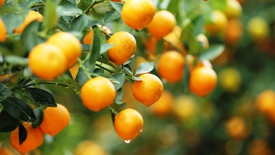 Marché des fleurs et des plantes ornementales du Têt : Certaines zones sont calmes, d'autres connaissent une forte demande.