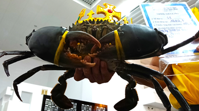 Menganugerahkan rekod untuk "Ketam Ca Mau Terbesar di Vietnam"