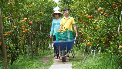 Mandarinele roz de la Lai Vung sunt în sezon pentru Tet (Anul Nou Lunar), iar cultivatorii se așteaptă la prețuri mari.