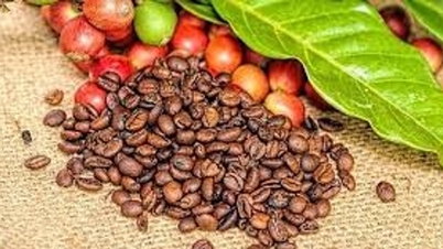 יצוא הקפה של וייטנאם מגיע לשיא של 8.9 מיליארד דולר: אתגרים ממחסומי מוצרים גולמיים.