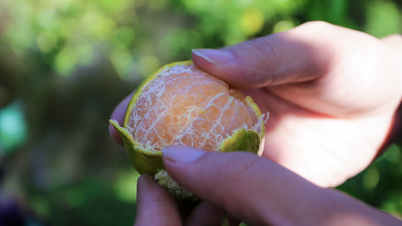 Mandarinele roz de la Lai Vung sunt în sezon pentru Tet (Anul Nou Lunar), iar cultivatorii se așteaptă la prețuri mari.