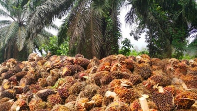 L'Inde a considérablement augmenté ses importations d'huile de palme en janvier 2026, atteignant leur plus haut niveau en quatre mois.