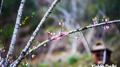 The peach blossoms herald spring on the high peak of Lung Cung mountain.