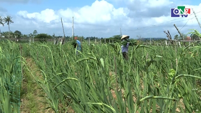 Bustling harvest of Tet flowers