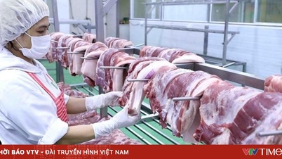 Vietnam berada di kedudukan ke-4 di dunia untuk penggunaan daging babi.