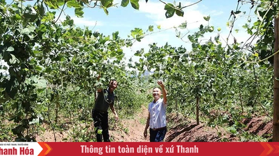 HTX nông nghiệp tạo đột phá từ tích tụ, tập trung đất đai