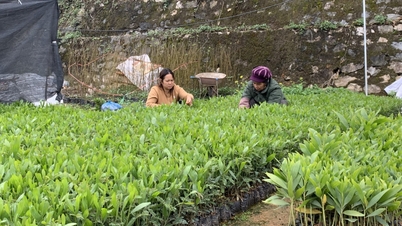 Pada tahun 2026, seluruh provinsi menargetkan untuk menanam 130 hektar hutan pengganti - Surat Kabar Online Cao Bang.