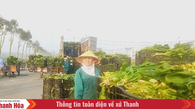 ខេត្តហ័រឡុកកំពុងអភិវឌ្ឍវិស័យកសិកម្មក្នុងទិសដៅពាណិជ្ជកម្ម។