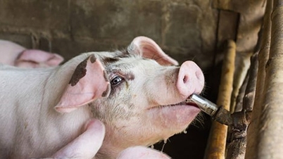 Schweinefleischpreise am 10. Februar: In Südvietnam sanken die Preise auf 71.000 VND/kg, während sie in Nordvietnam einen Höchststand von 75.000 VND erreichten.